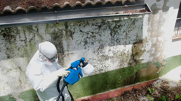 Trusted Attic Mold Removal service in Walkersville, MD - Cheap Mold Removal
